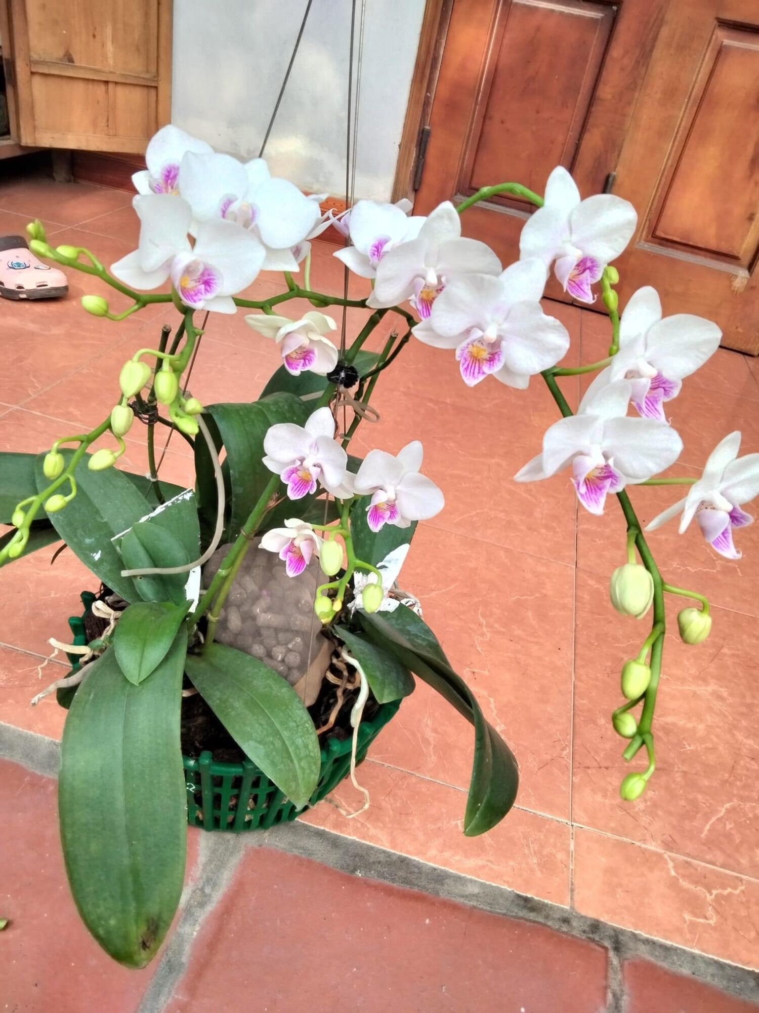 Lan Hồ Điệp Hoa Đại (Cây cắt cành) - Có 10 Màu hoa