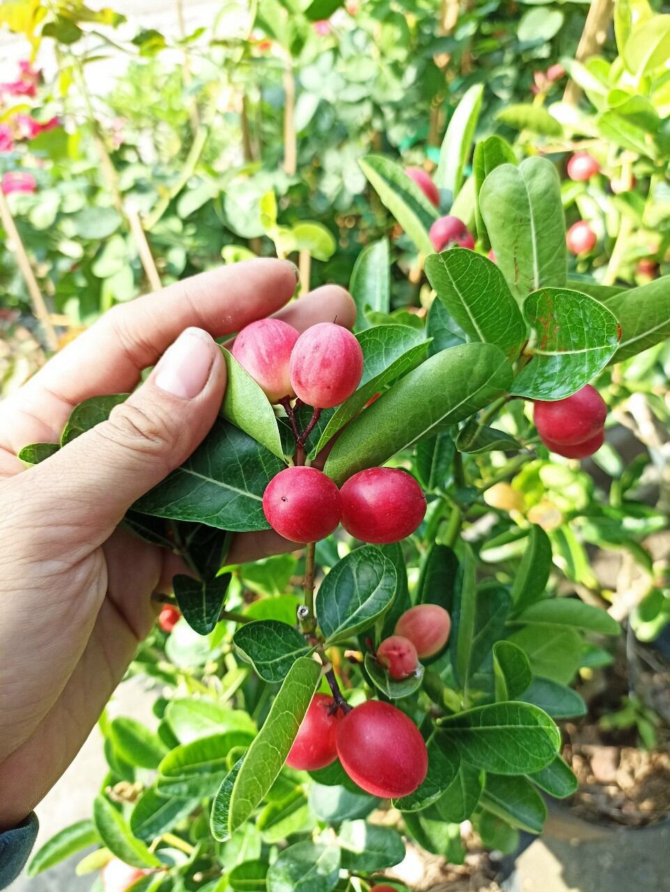 Cây Si rô đang trái, bông nụ nhiều