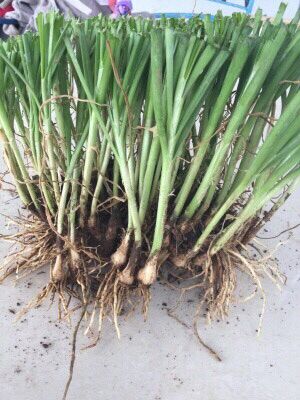 Gốc hẹ giống (2kg gốc hẹ đã cắt bớt lá và rễ rồi 135.000)