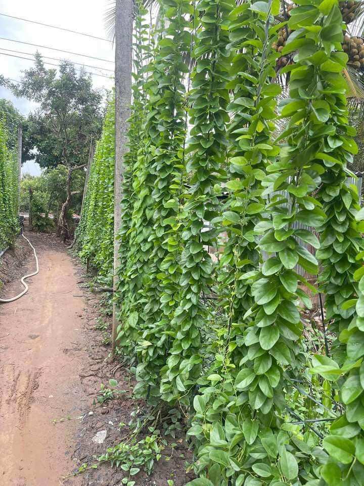 Cây giống sâm sương( làm thạch)