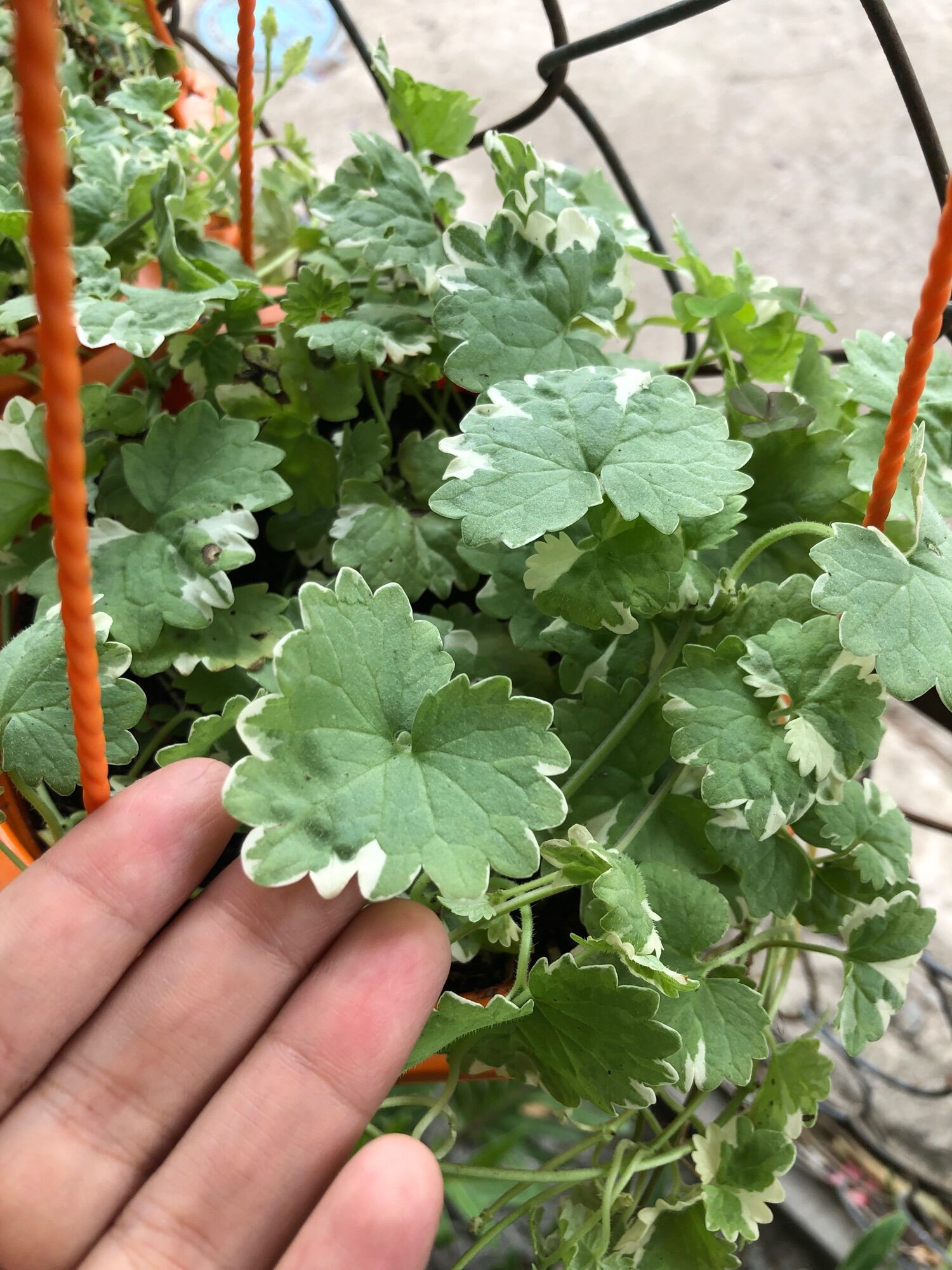 Cây rau má cẩm thạch/rau má var/rau má baby