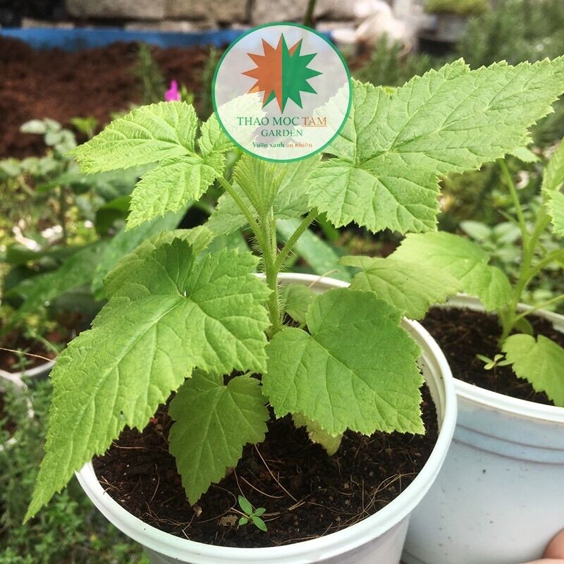 Cây Phúc Bồn Tử trái vàng cao từ 15-18cm / Cây mâm xôi trái vàng, trồng từ cấy mô