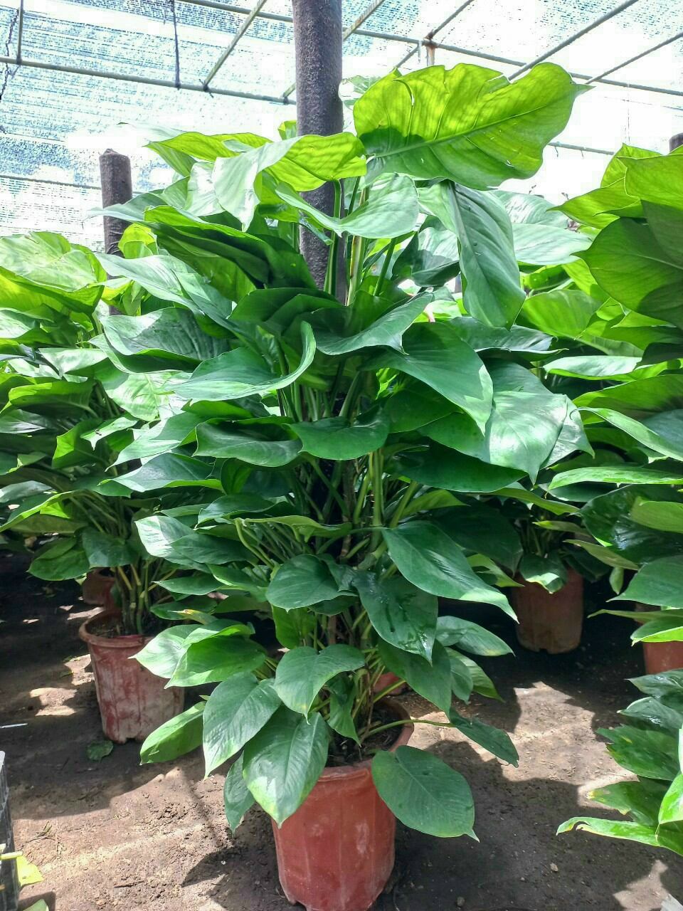 cây trầu bà cột cao 1,2 met