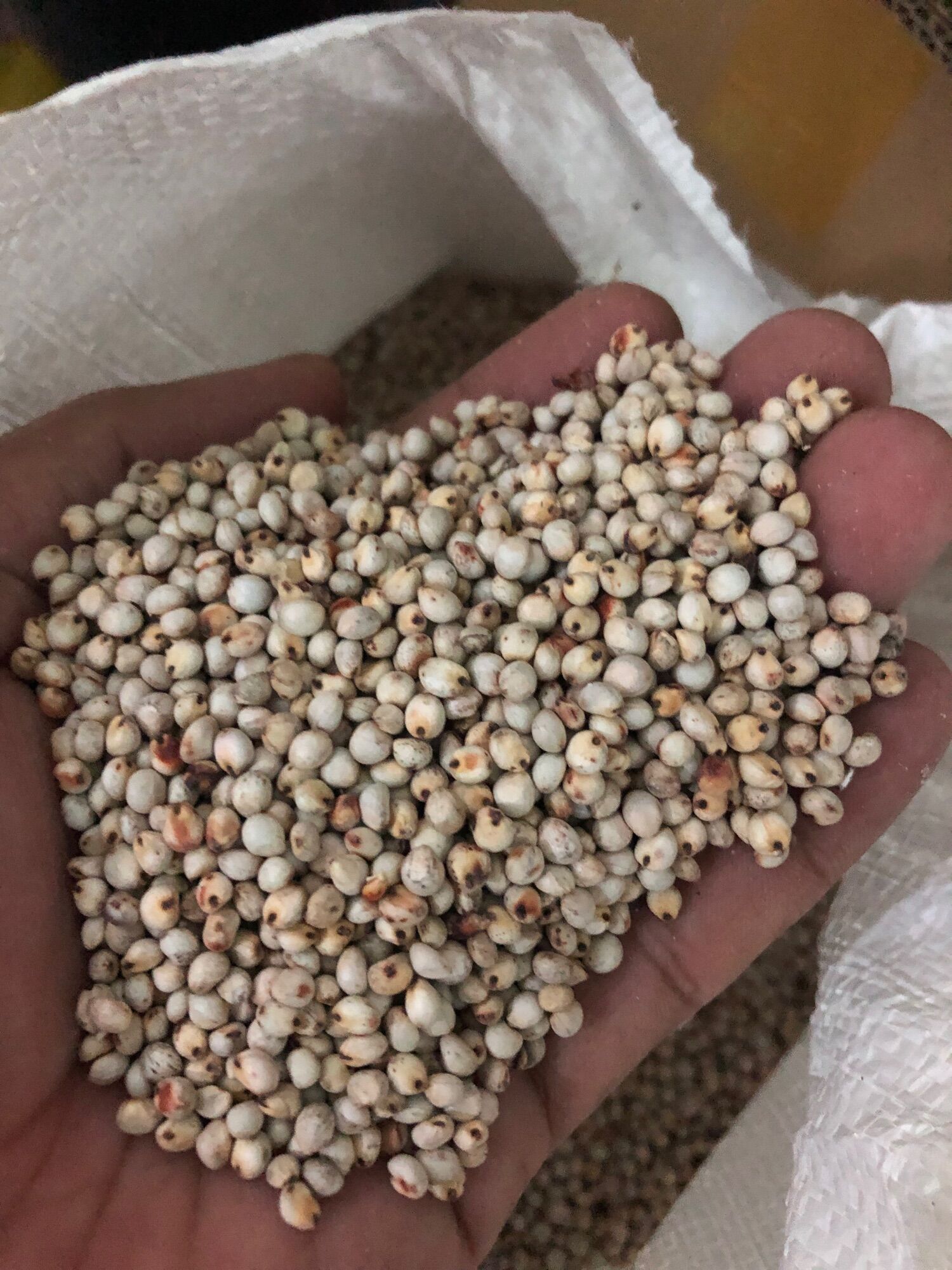 Hạt bo bo cho cu gáy, vẹt, sóc, hamster đóng gói 500g
