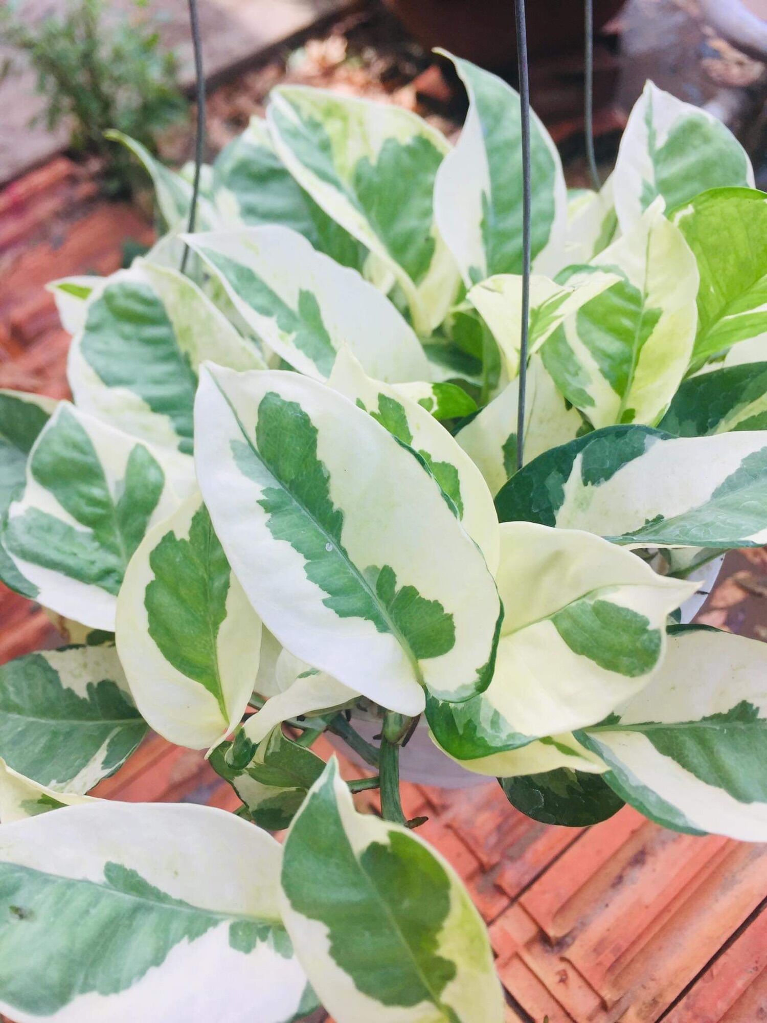 Trầu bà cẩm thạch