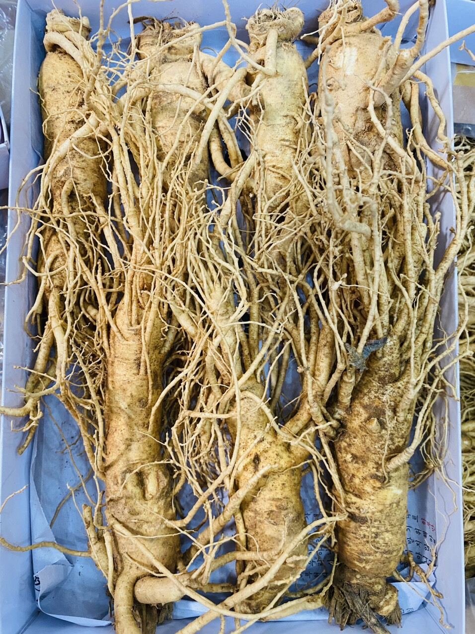 [HCM] 1 Củ Sâm Tươi Hàn Quốc đủ rễ loại 7 củ/kg