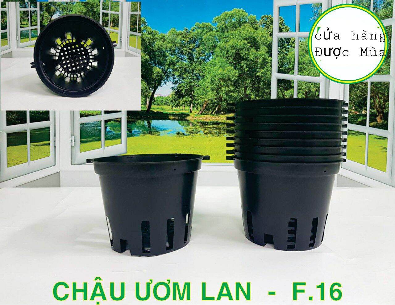 combo 10 chậu lan phi 16 (hàng dày).