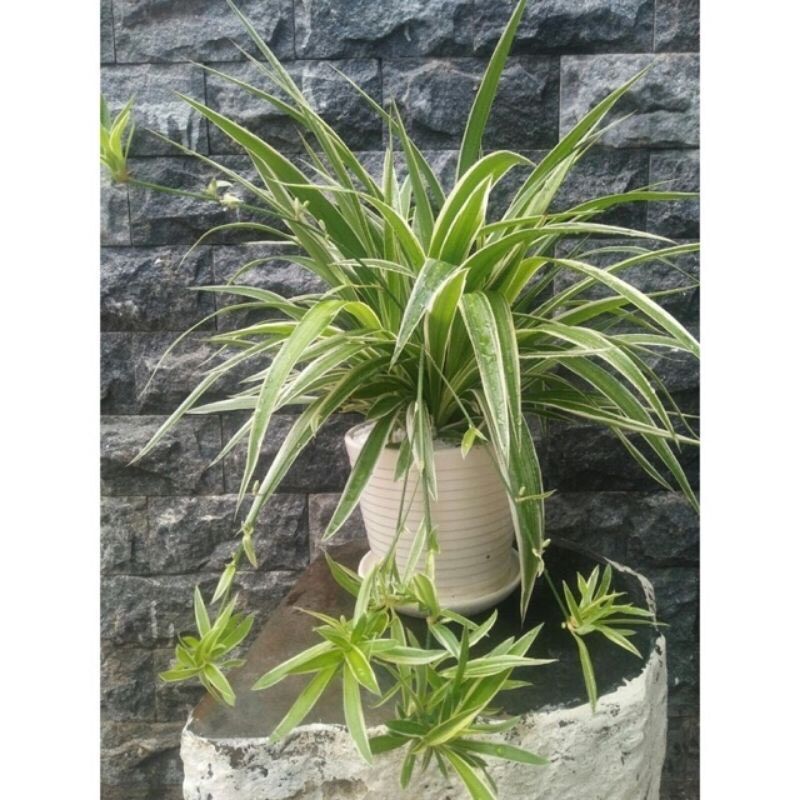Cây cỏ nhện -rễ trần ( mua 3 tặng 1)