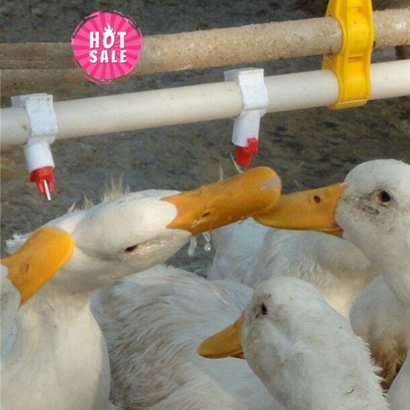 10 núm uống tự động cho vịt ngan