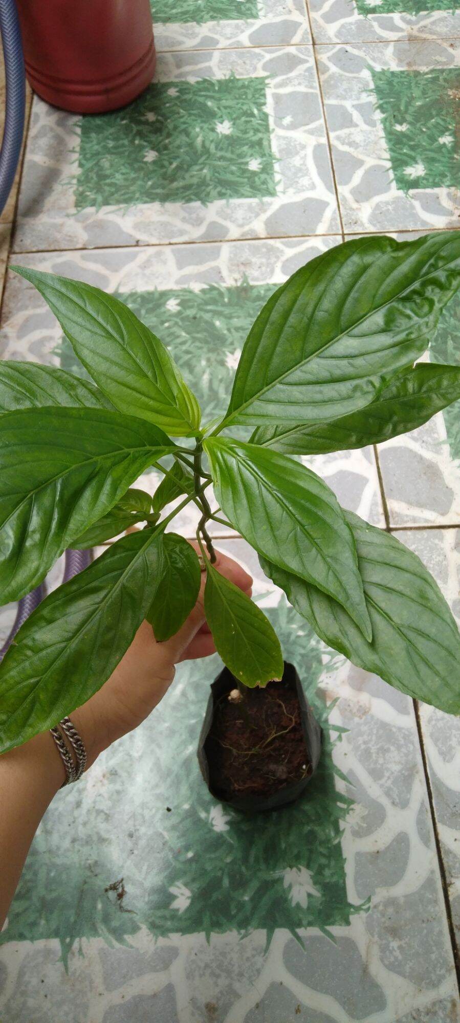Cây lá cẩm tím giống nhật