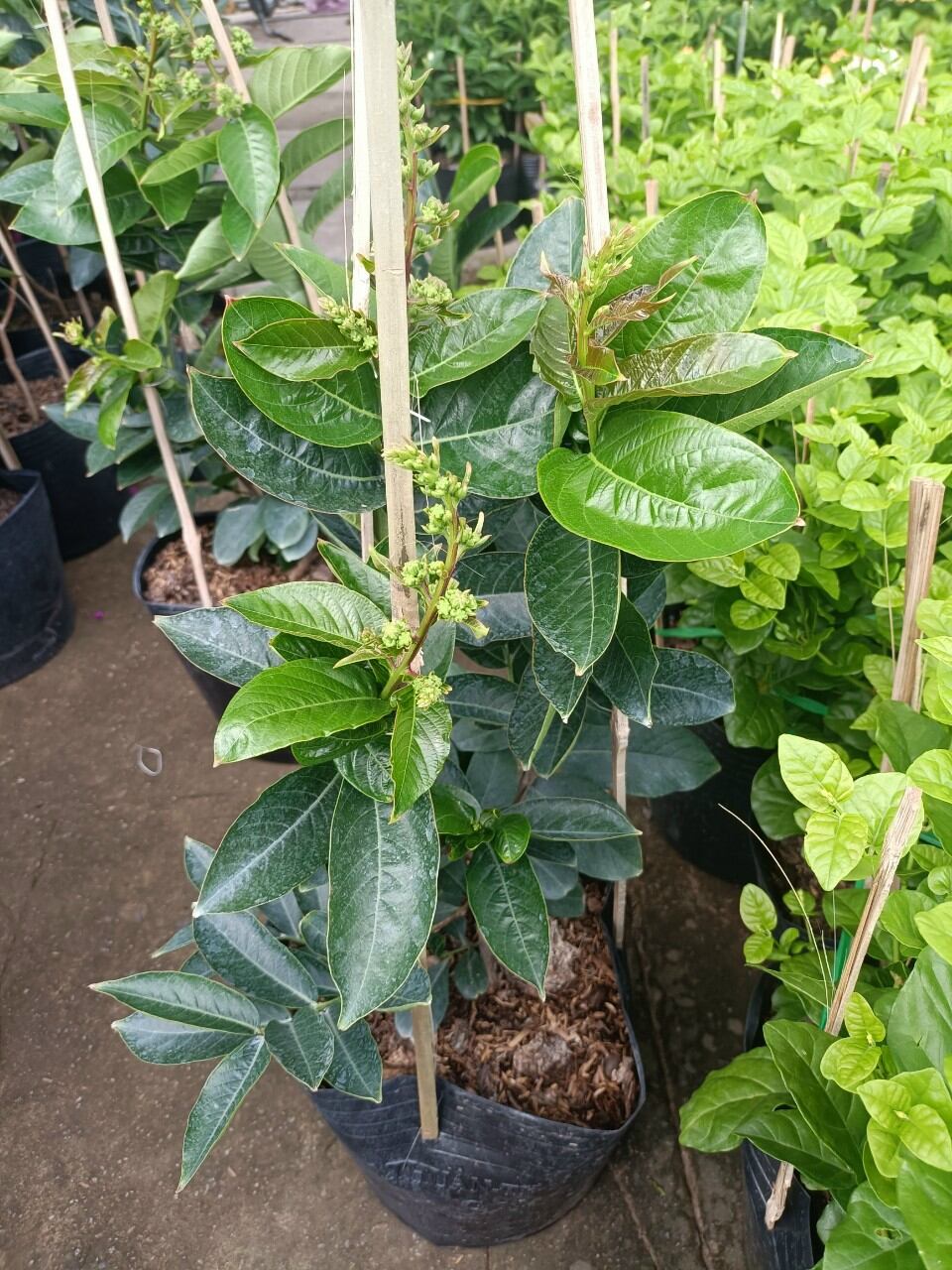 cây bằng lăng thái đang bông