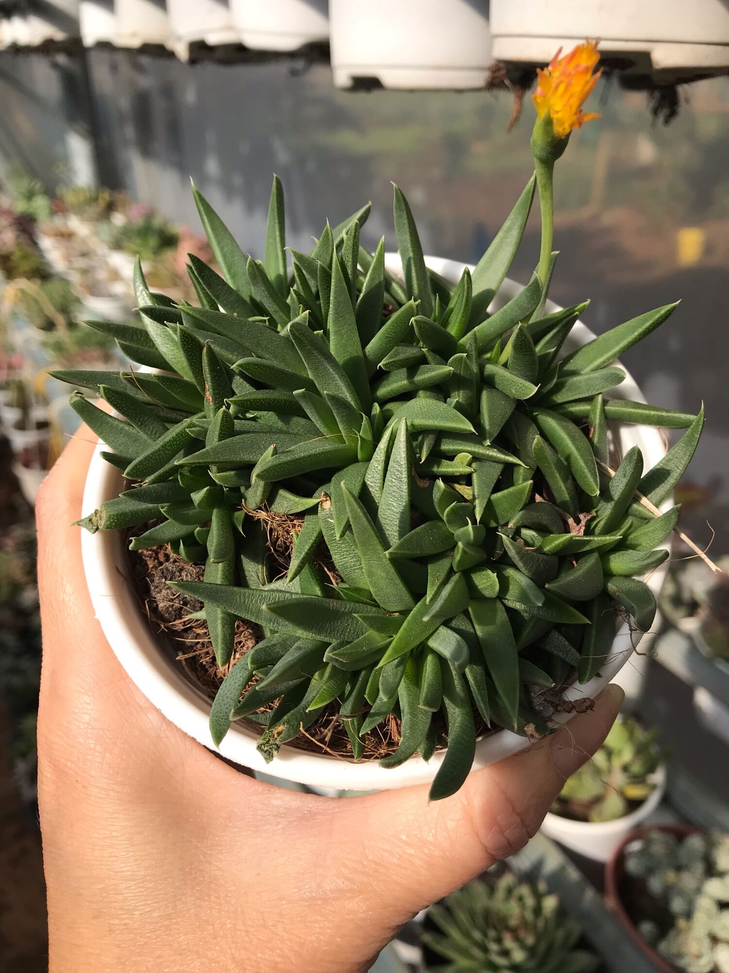 Sen đá cỏ ngọc cute size trung