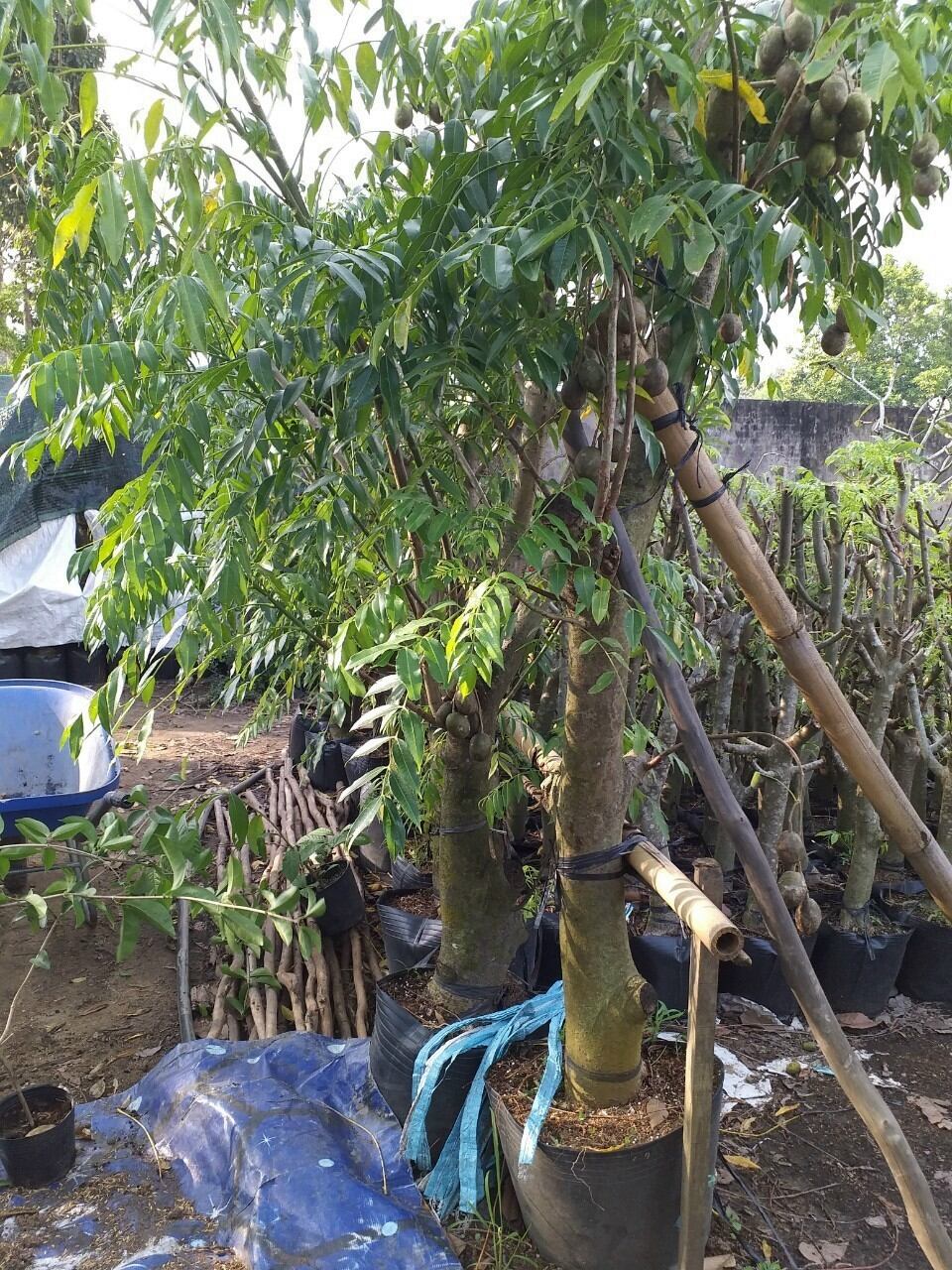 Cóc thái gốc to đang trái