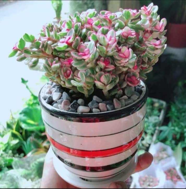 Hạt chùm ngây Khô 500g