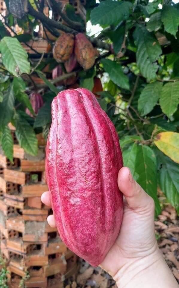Bột ca ca nguyên chất Đaklak