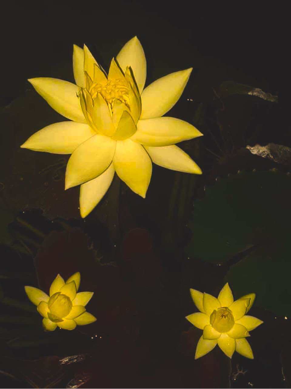 Cây giống hoa súng mỹ vàng