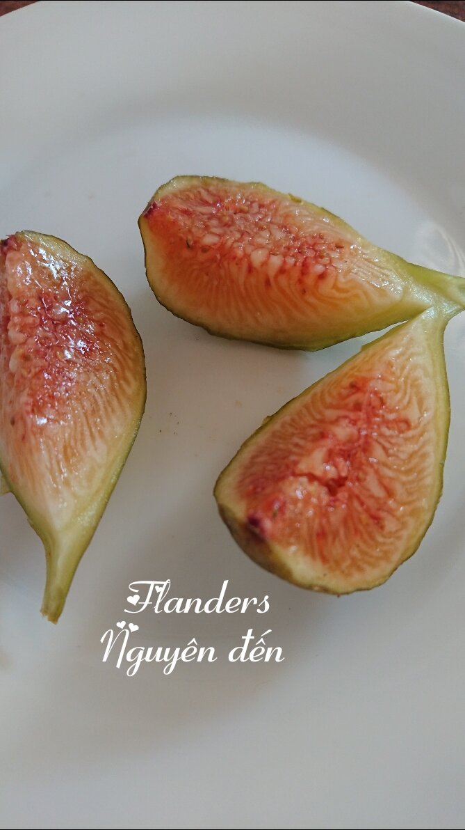Giống sung mật ngọt giống vip - Flanders