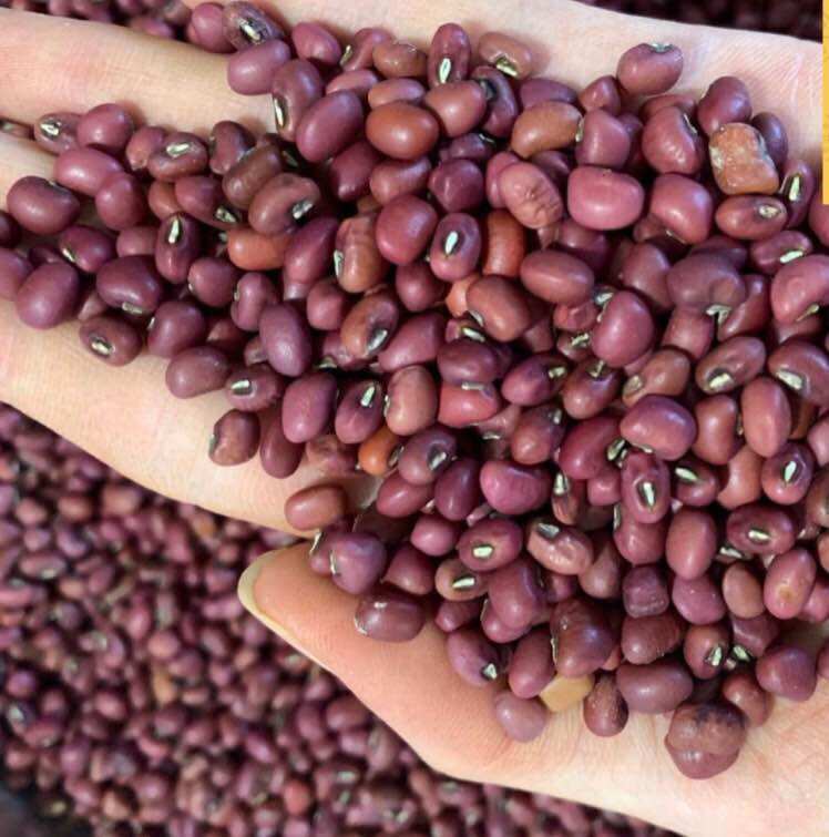 Đậu đỏ quê tây ninh