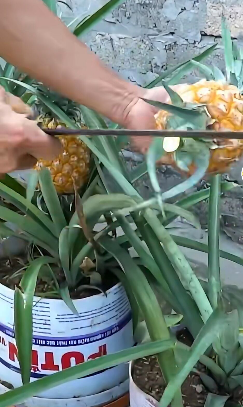Cây Giống DỨA MẬT QUẢ TO, 2-4kg [Combo 50 chồi]