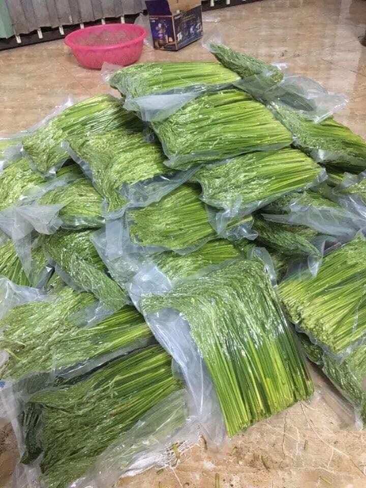 Đòng đòng nếp Cái hoa vàng