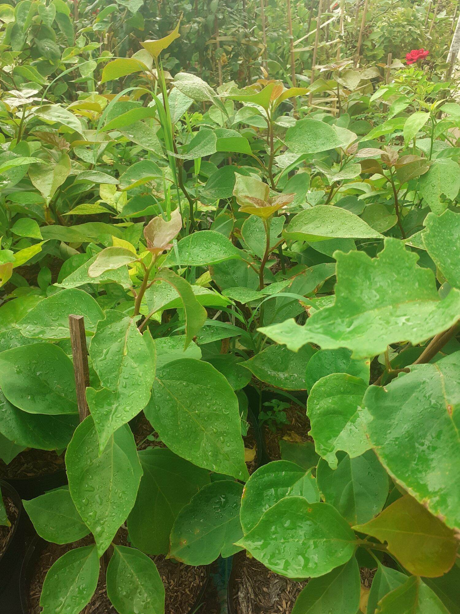 Cây hoa giấy Ấn Độ size mini