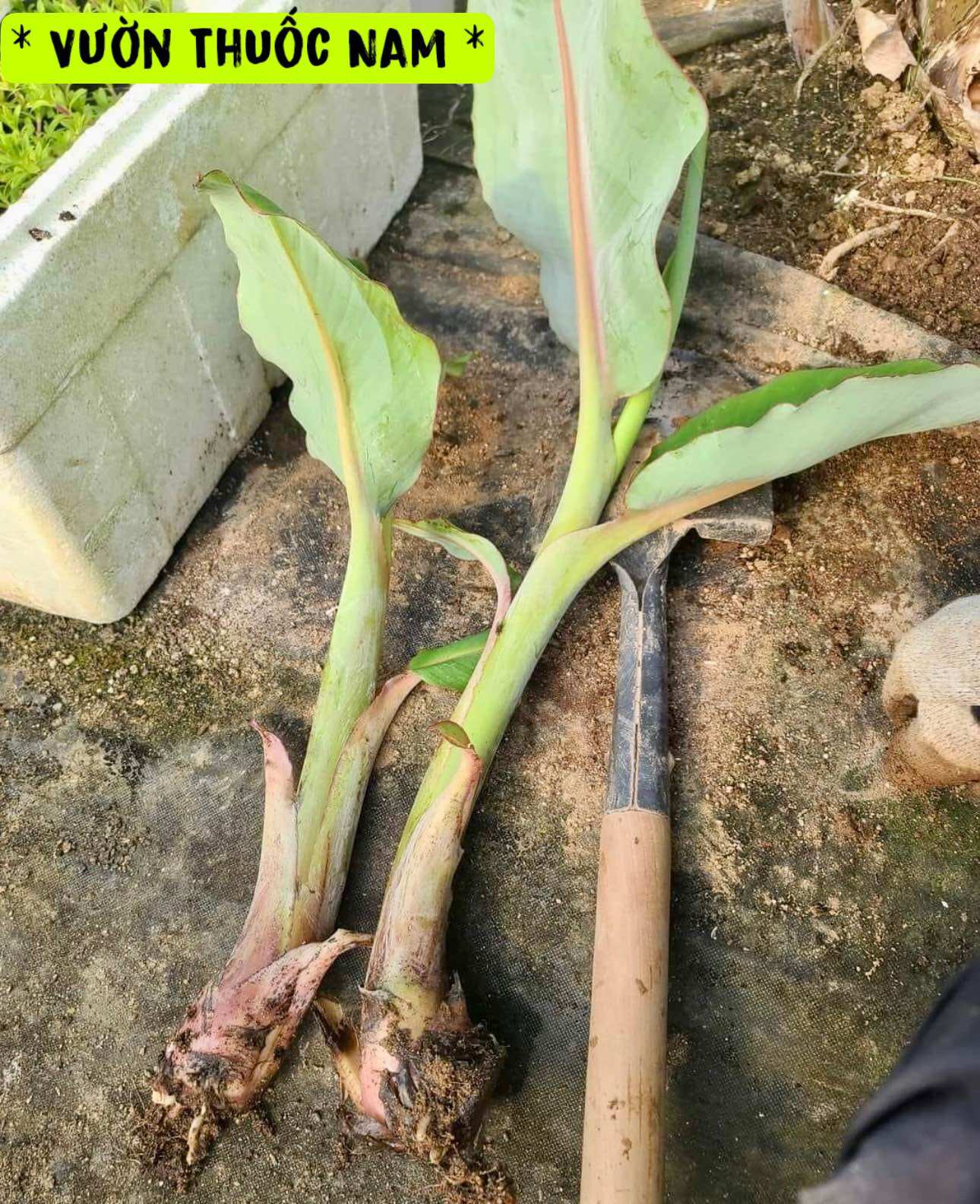 Cây giống chuối xiêm ,cây chuối xiêm con làm giống dễ trồng trái to