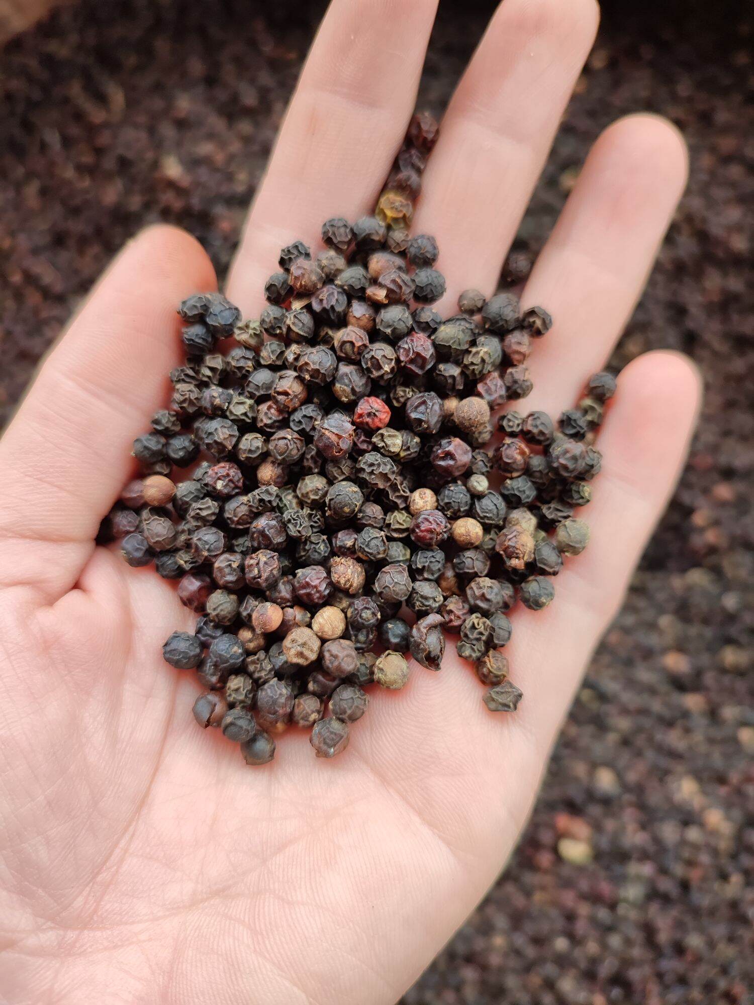 500gr hạt tiêu đen chín đỏ Đăk Lăk giá sỉ