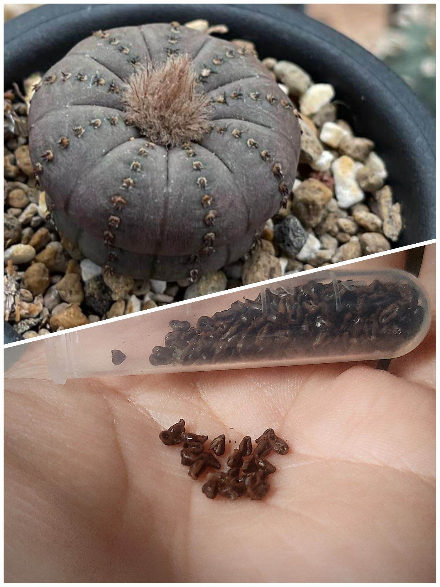 10 Hạt giống xương rồng Chuột Mỹ - Frailea Castanea