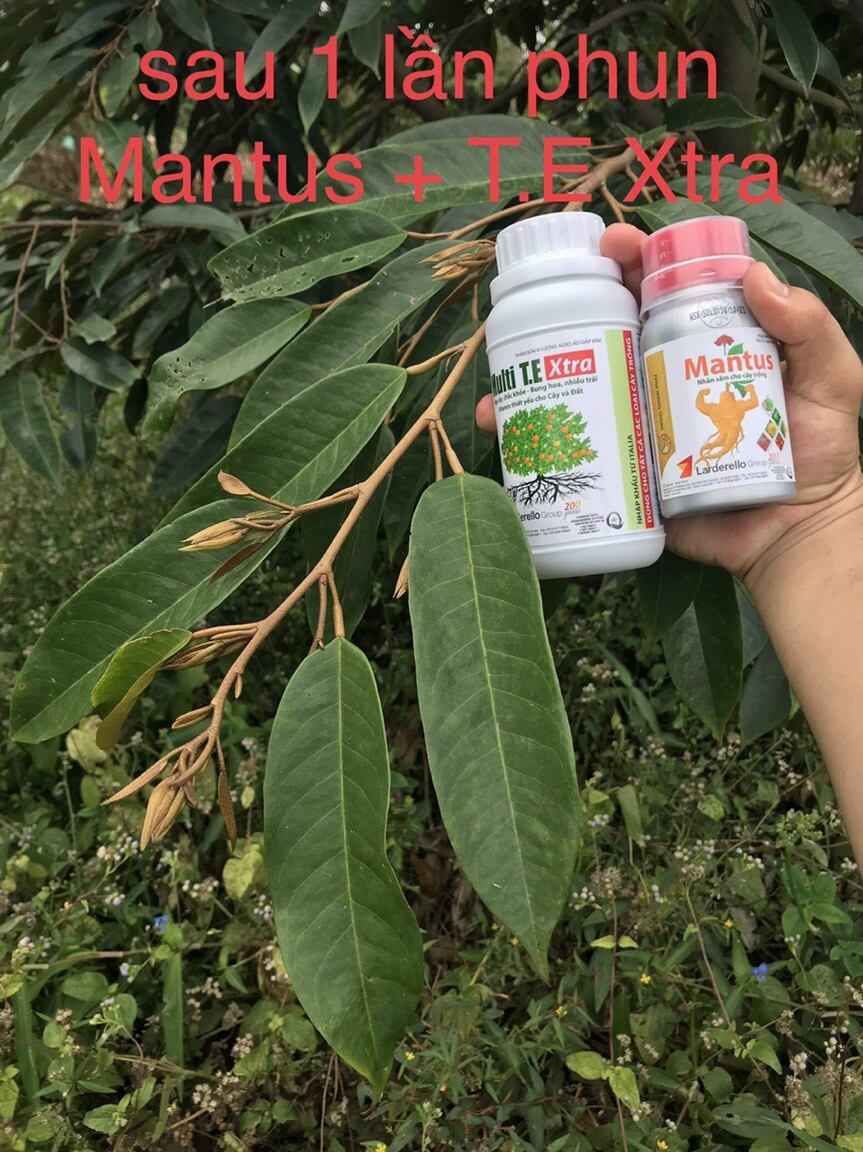 mantus nhân sâm cây trồng