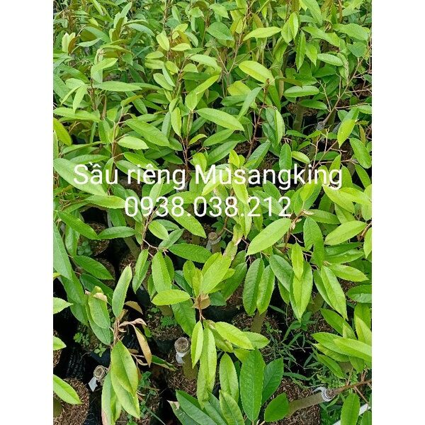 CÂY GIỐNG SẦU RIÊNG MUSANGKING D197 ( VUA SẦU RIÊNG )
