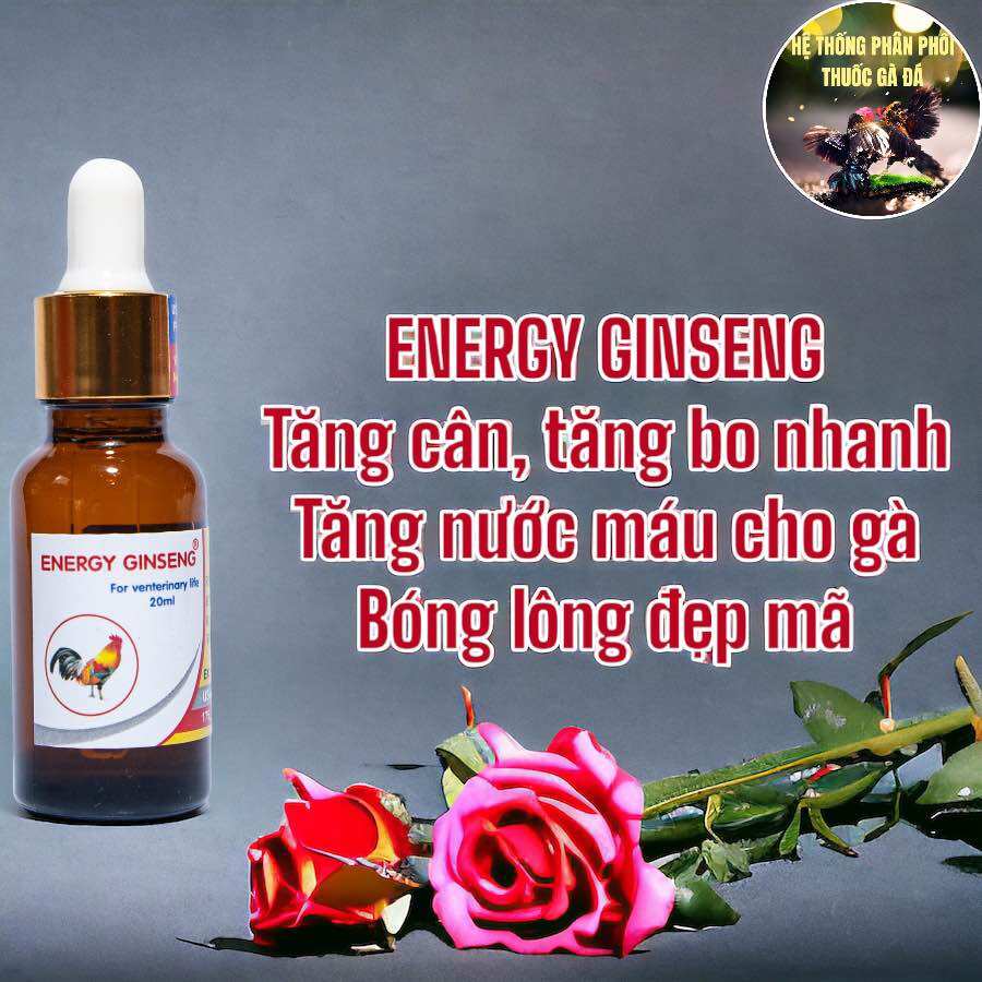 Thuốc gà đá energy ginseng giúp gà ăn nhiều, mau lên tay tốt, bền sức cho gà đá
