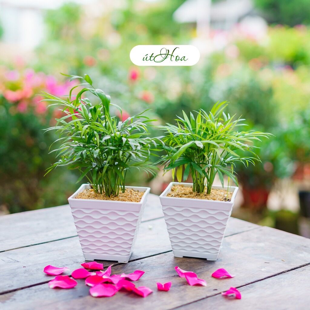 Chậu Để Bàn Mắt Lưới Vuông Trồng Hoa Kiểng