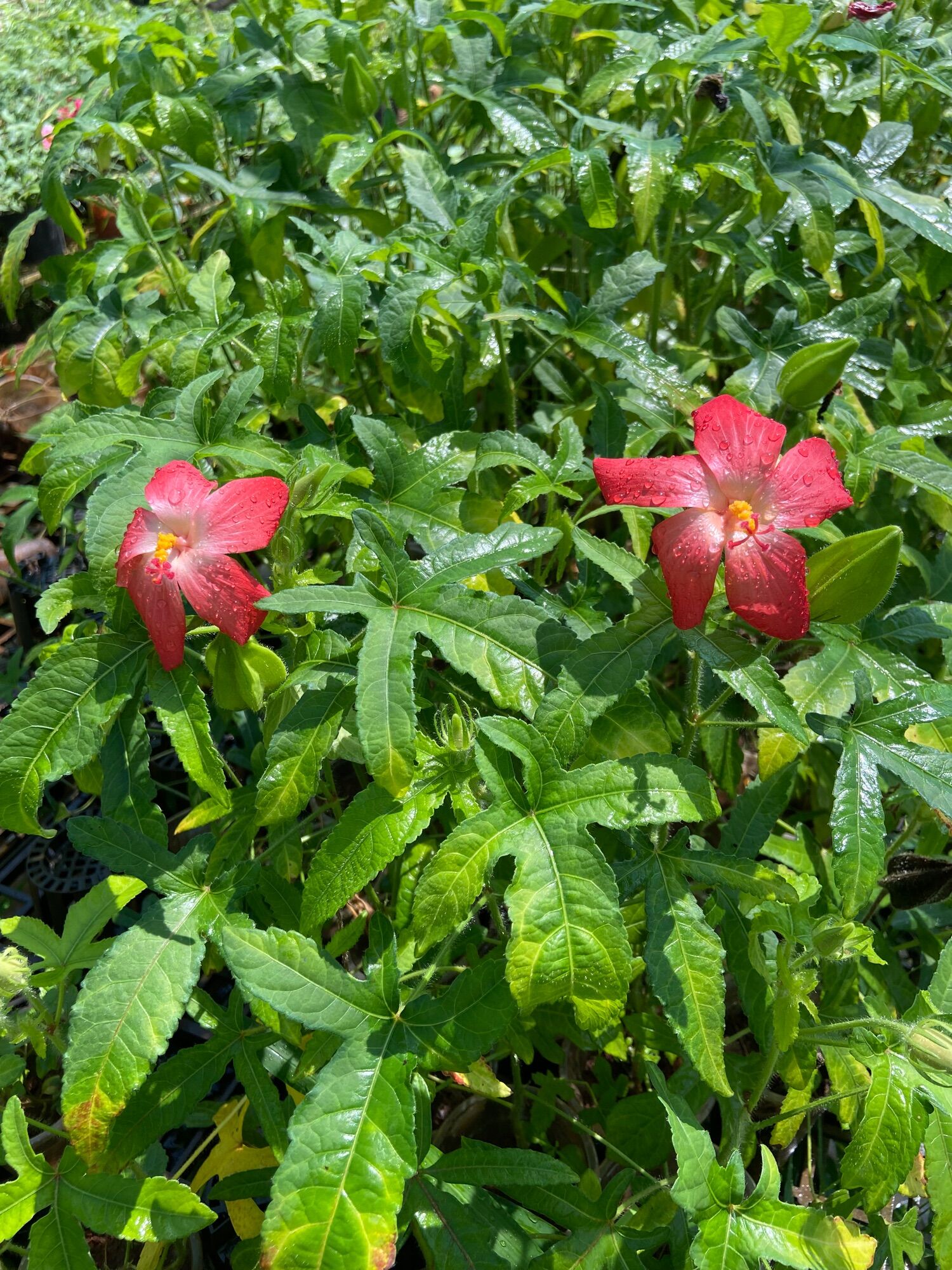 Cây giống sâm bố chính