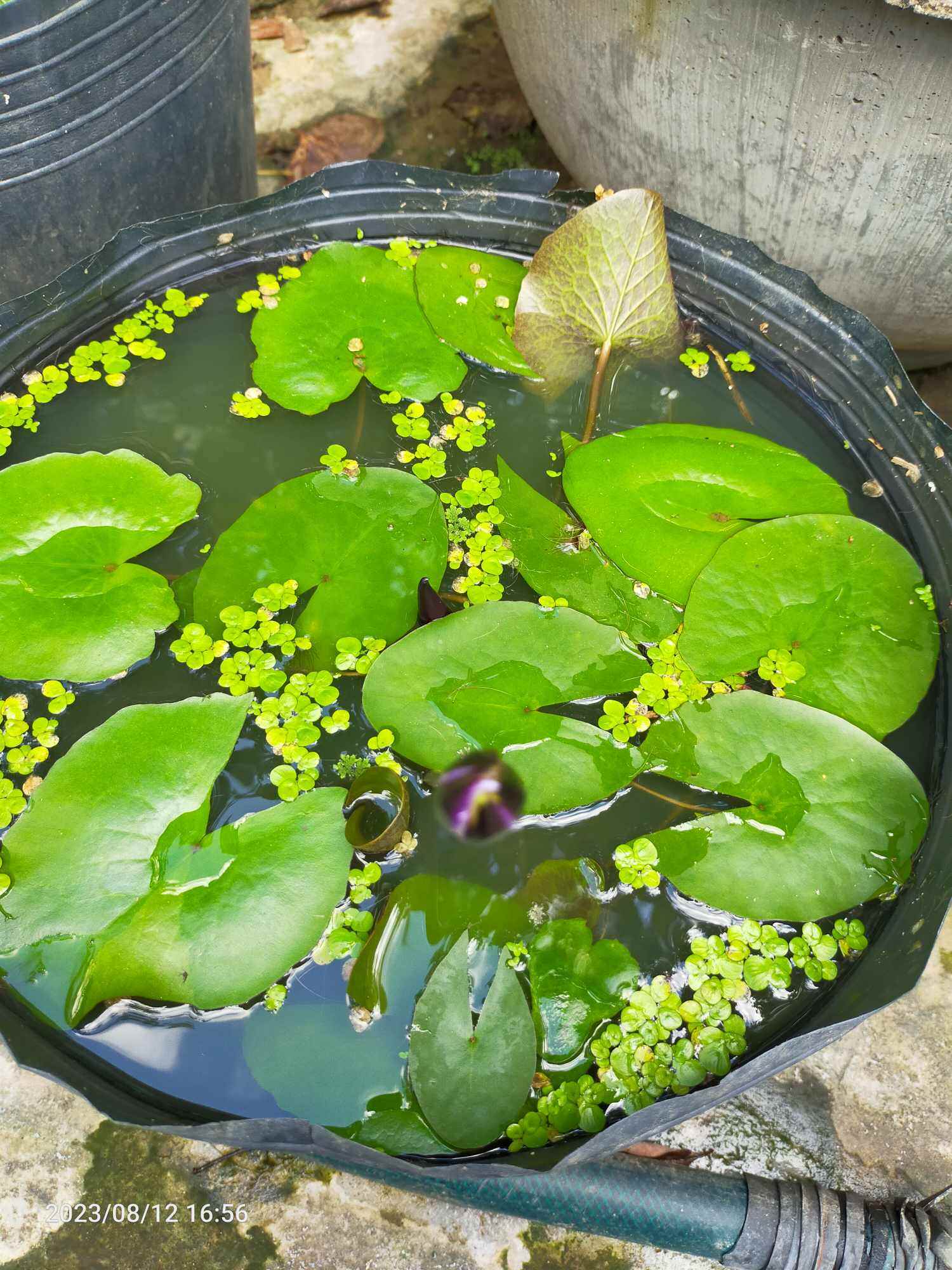 cây súng giống trắng viền tím