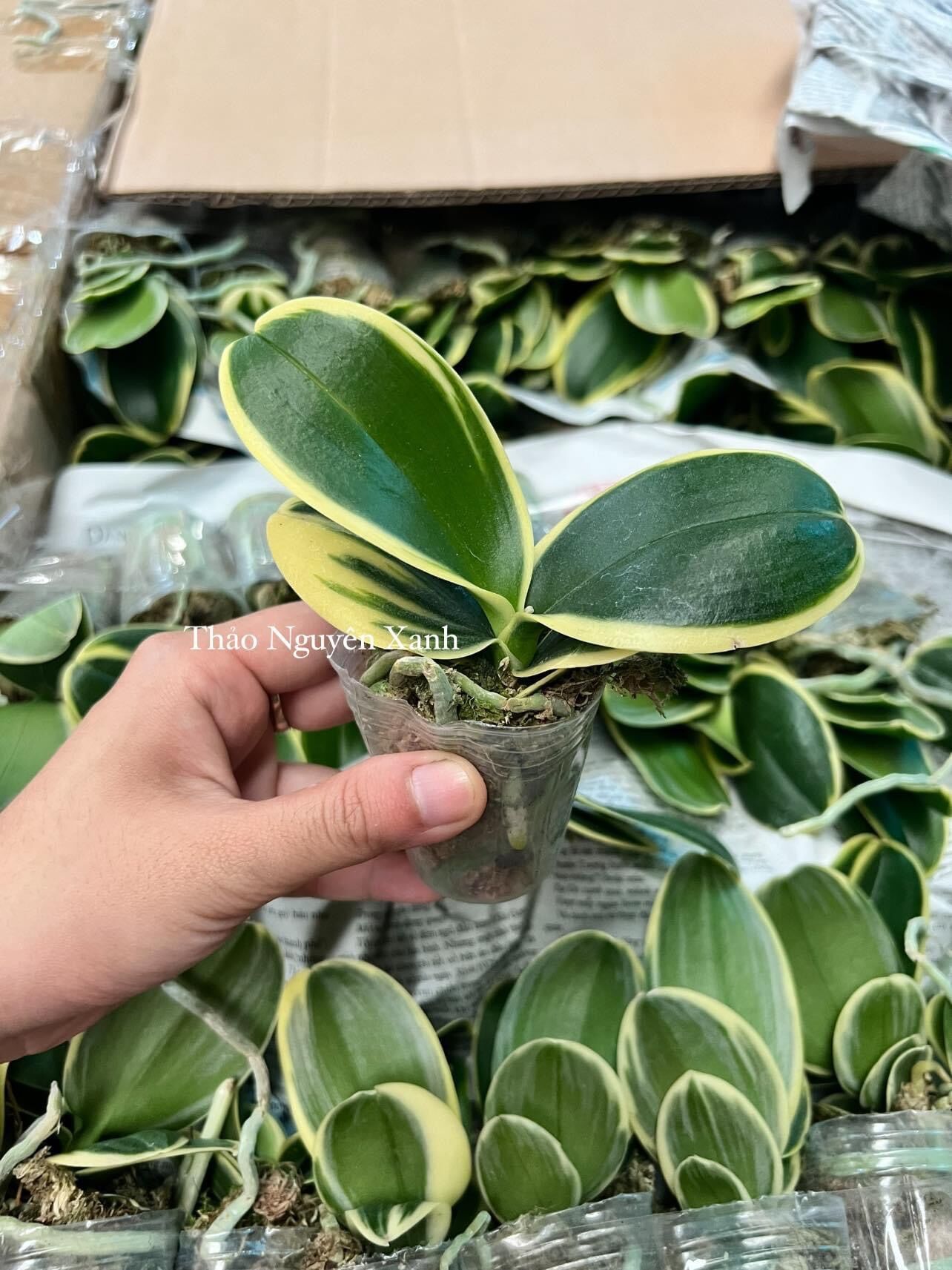 Hồ Điệp Lá Biên - Lá Phát Tài