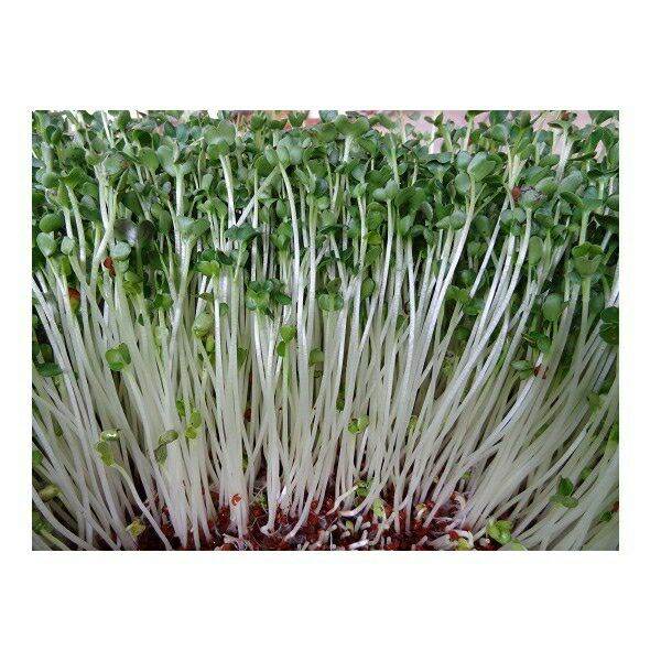 Hạt giống rau mầm củ cải trắng