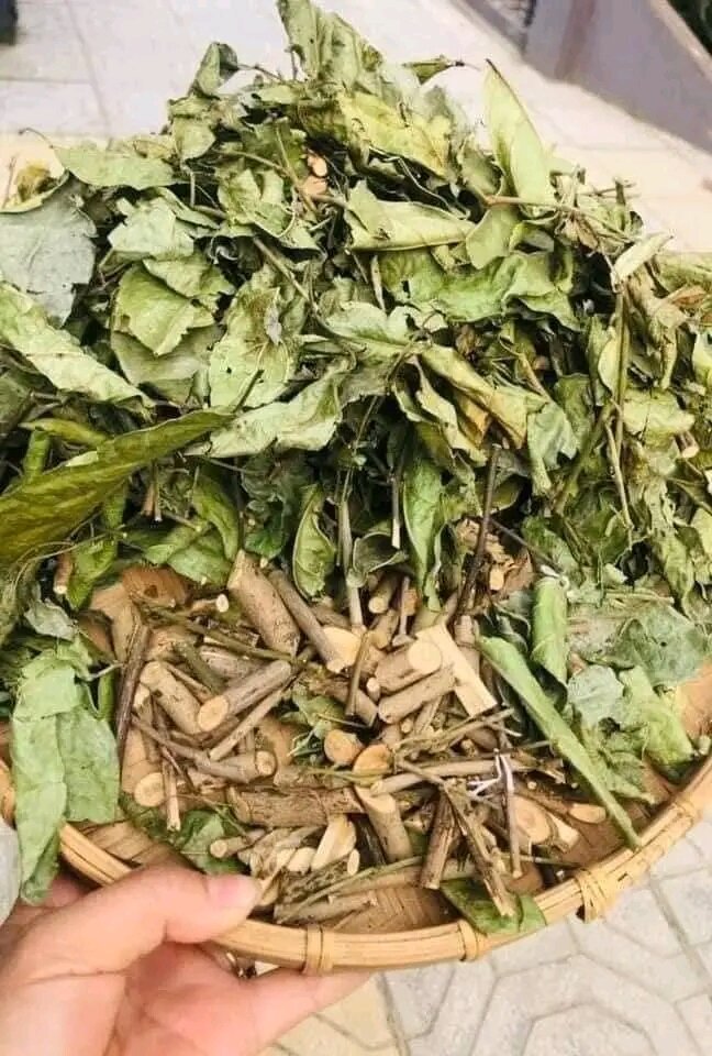 Xạ đen khô hòa bình hàng thân.lá.Trà xạ đen khô hàng phơi sạch sẽ tự nhiên