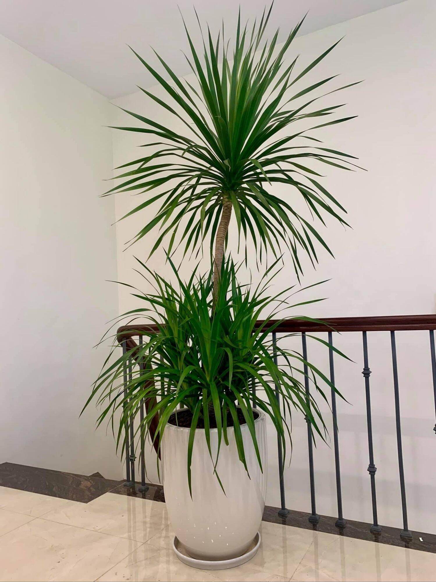 Cây Phát Tài Núi (hình cuối)