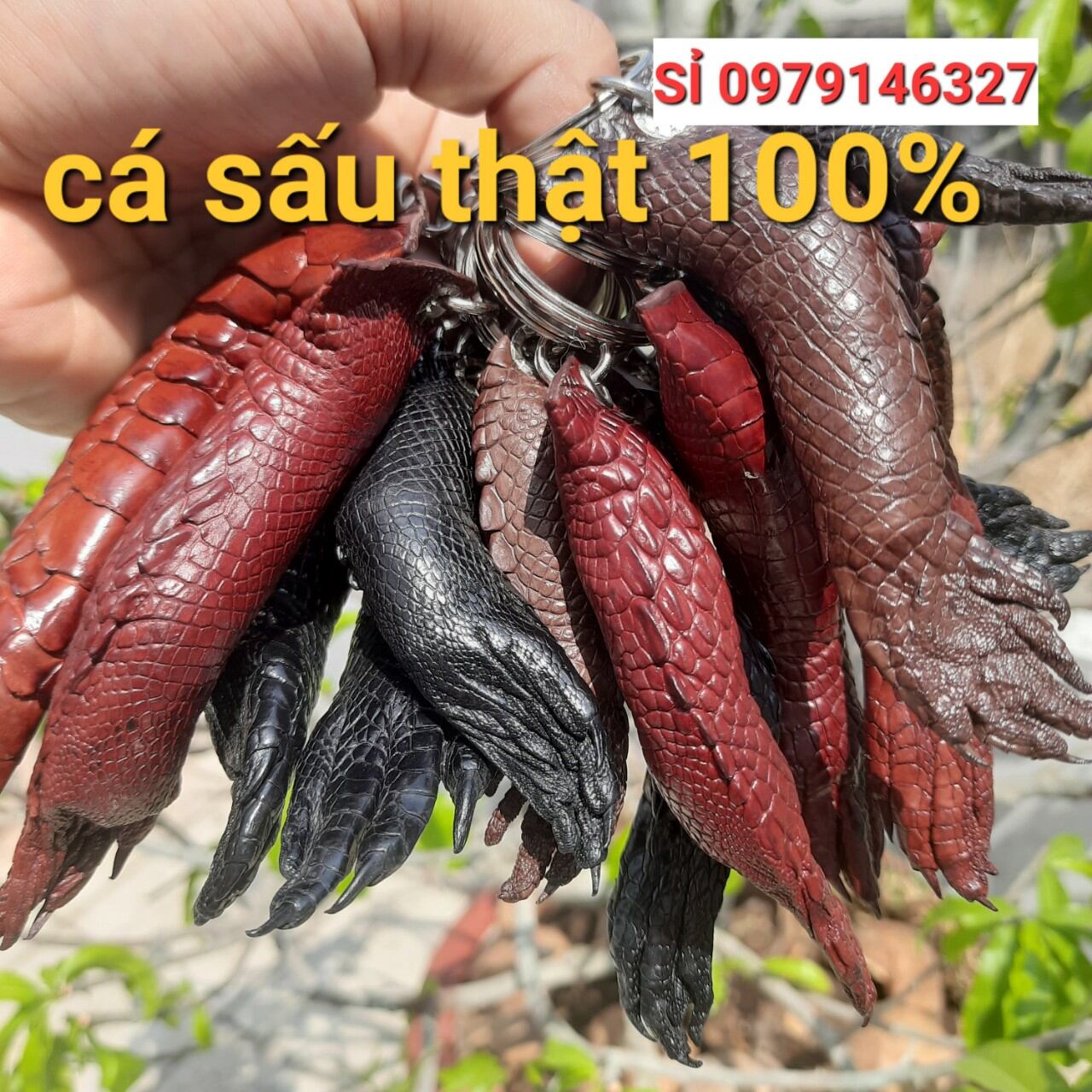 Móc đeo chìa khóa nguyên chân cá sấu thật.từ cẳng chân đến móng cá sấu