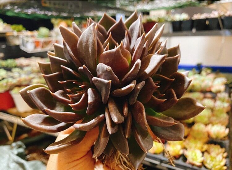Sen đá Black Prince, 1 gốc 3 đầu