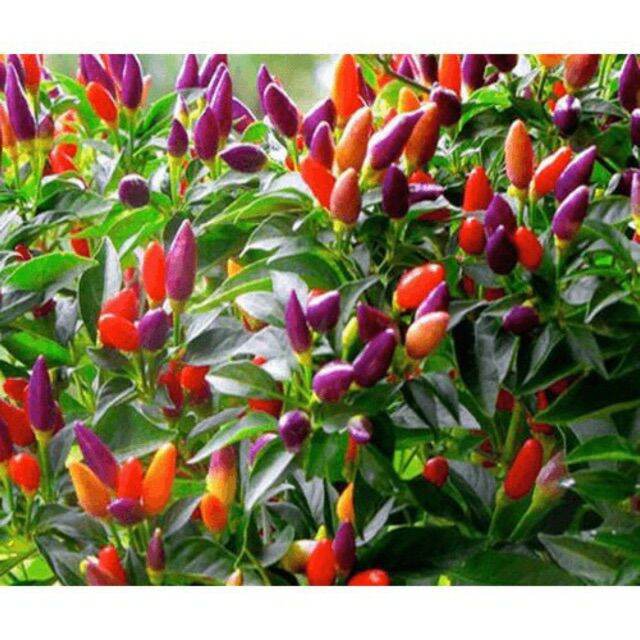 hạt giống ớt kiểng ngũ sắc siêu trái nhiều màu - gói 0.5gr