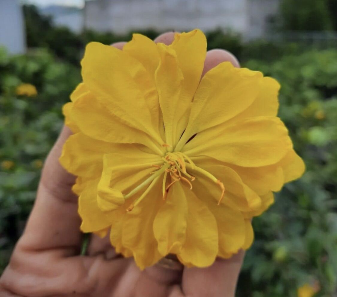 Mai đại lộc gốc quấn rễ đẹp, hoa to, làm bonsai để bàn