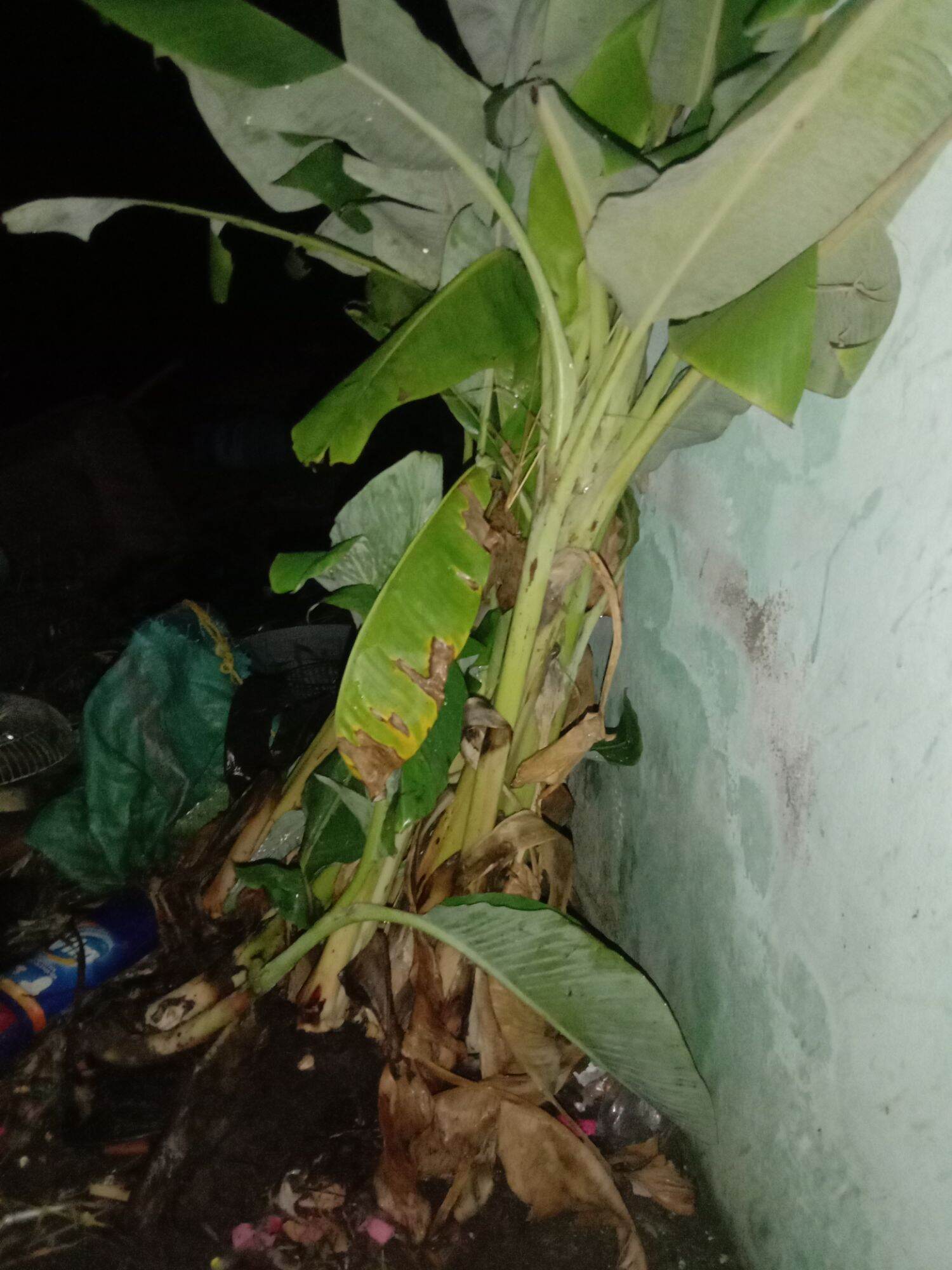 cây giống chuối sứ việt nam