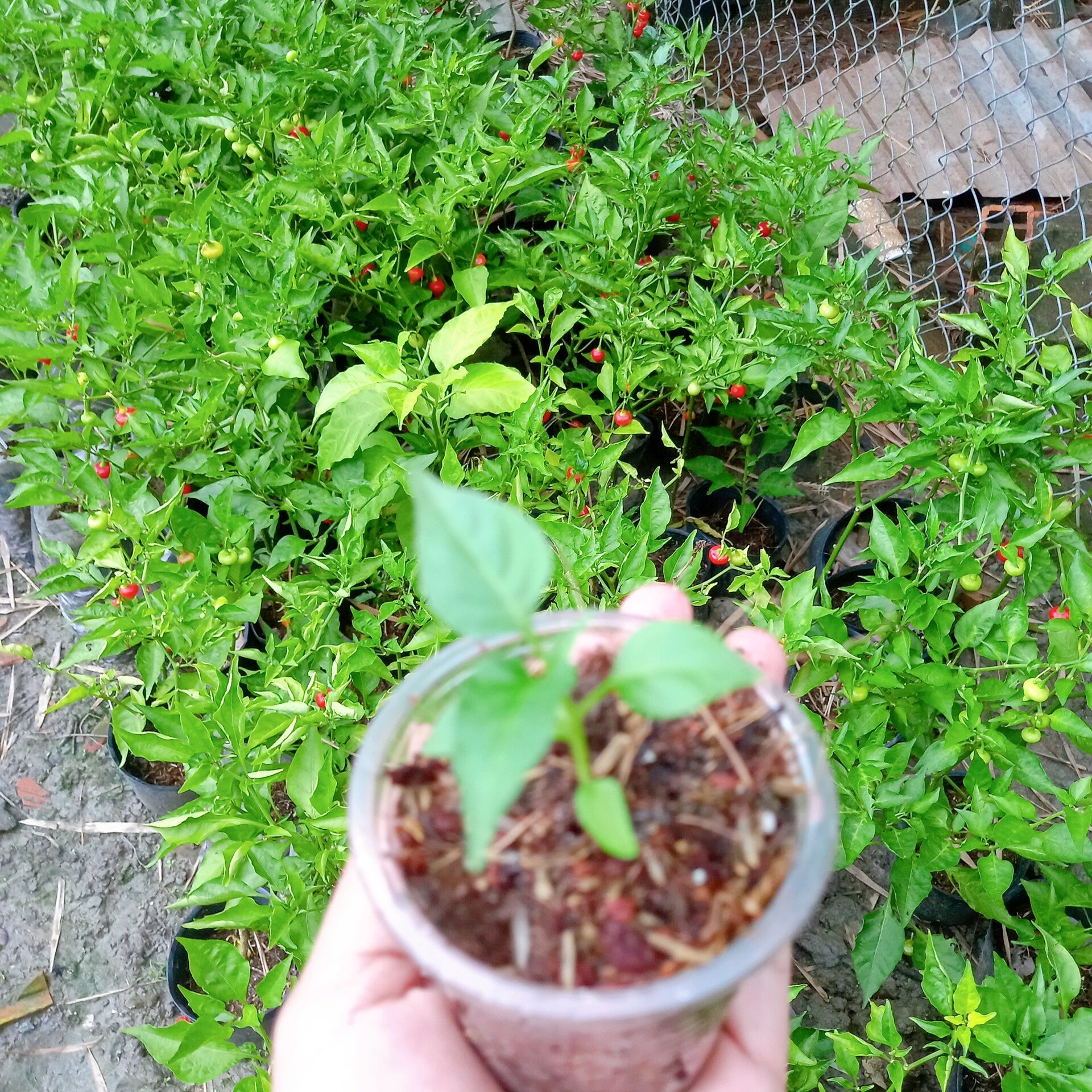 Cây ớt trái tim y hình bao chết