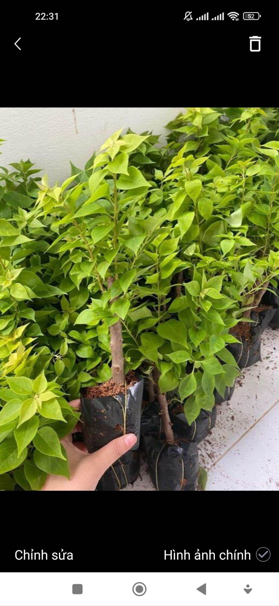 100 bầu giấy mỹ giống - combo 100 cây giấy giống mỹ