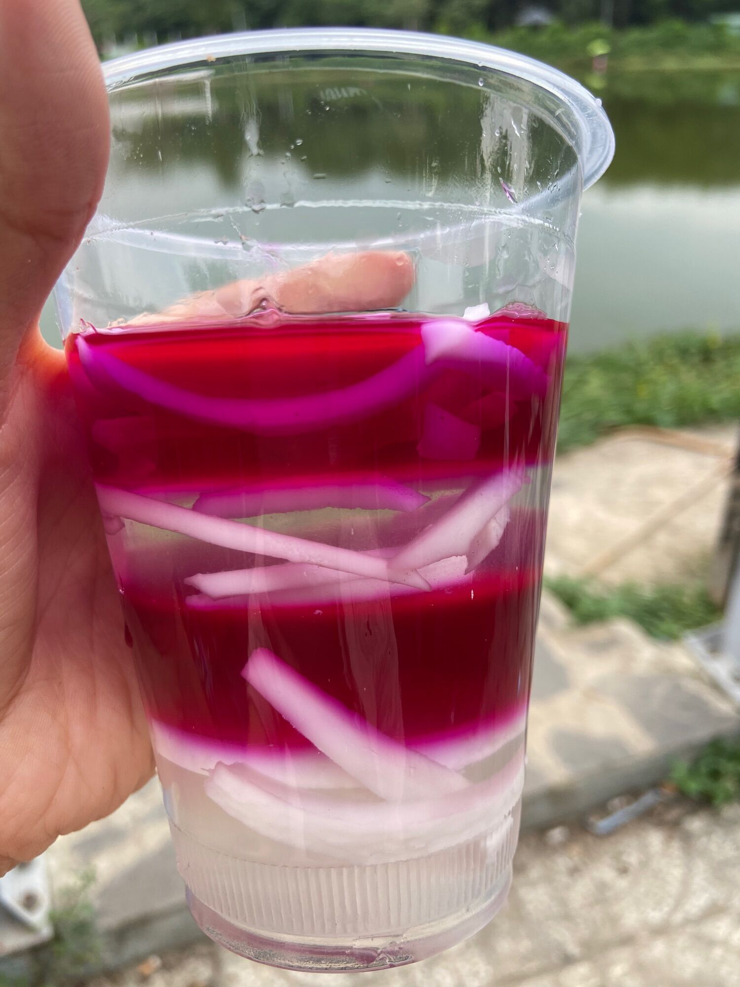 Cây giống lá cẩm tím, đỏ