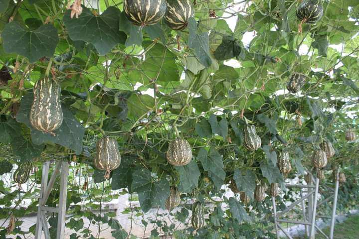 Hạt giống bí hồ lô
