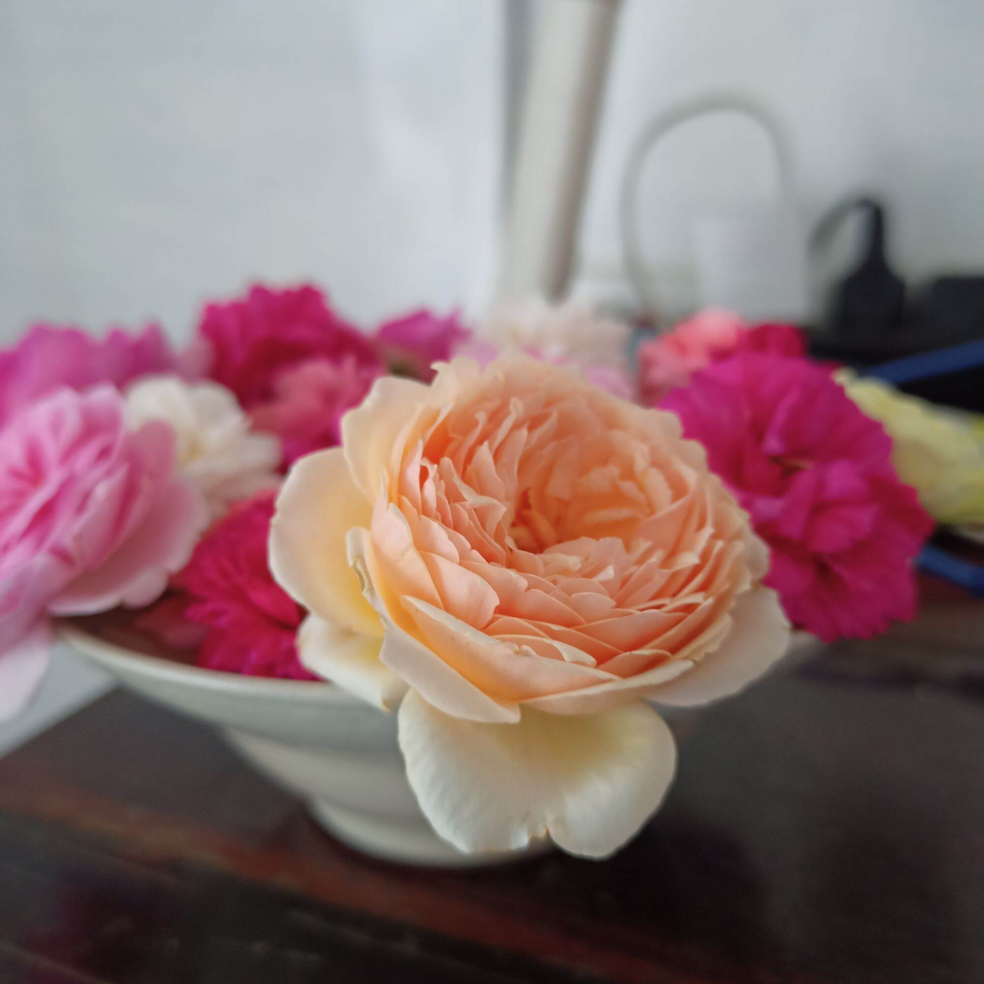 Cây hoa hồng masora cao từ 40cm