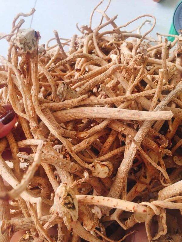 500g rễ đinh lăng khô