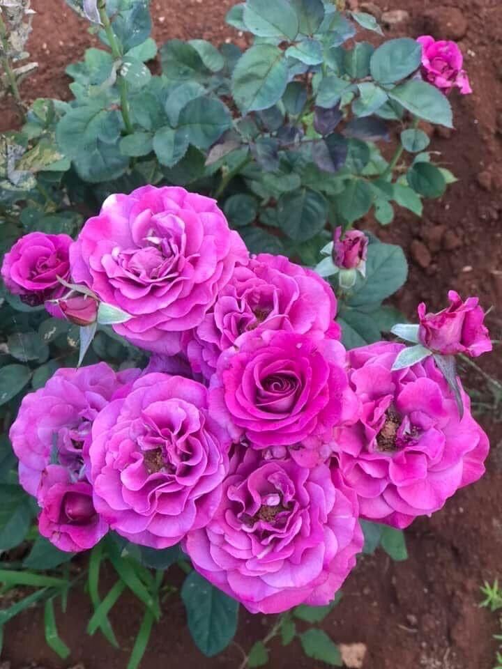 Hoa hồng ngoại tezza tím rose